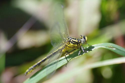 Réf. 257 477 : Gomphus simillimus